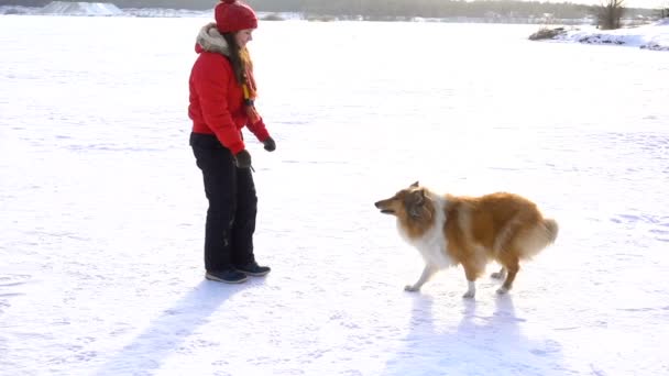 Collie cão brincando no campo de neve com a menina — Vídeo de Stock