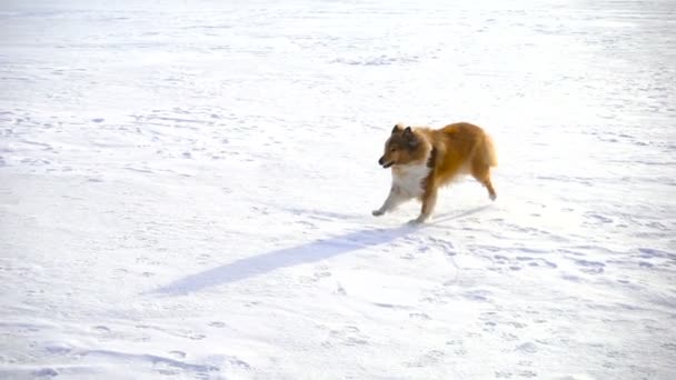 Колли-дог бегает по снежному полю — стоковое видео