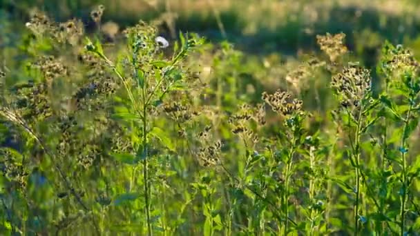 Silhueta de grama verde balançando no vento ao pôr do sol — Vídeo de Stock