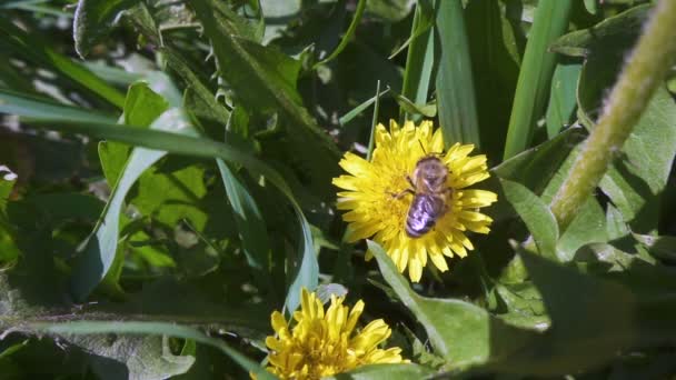 Biet samlar pollen om maskros blommor, Slowmotion — Stockvideo