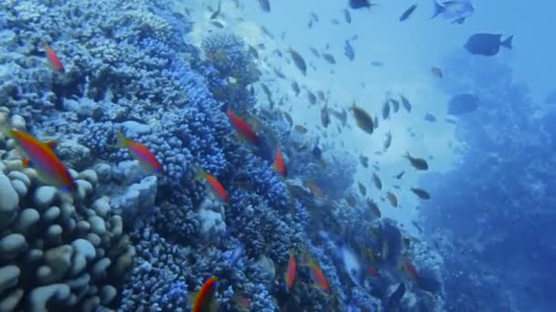 Recifes de corais subaquáticos com peixes tropicais — Vídeo de Stock