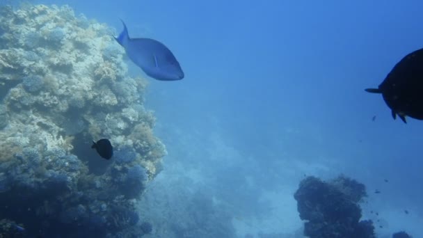 Recifes de corais subaquáticos com peixes tropicais — Vídeo de Stock