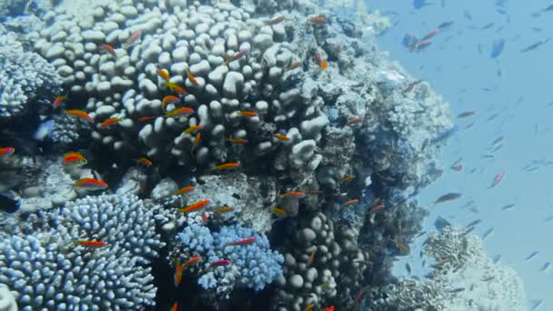 Underwater korallrev med tropiska fiskar — Stockvideo