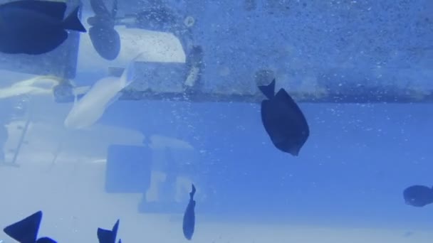 Vida submarina con peces tropicales — Vídeo de stock
