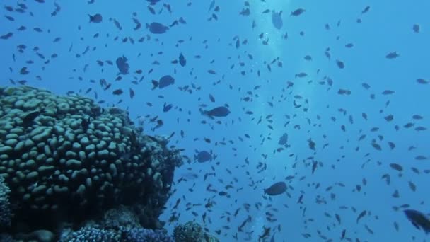 Arrecife de coral submarino con peces tropicales — Vídeo de stock