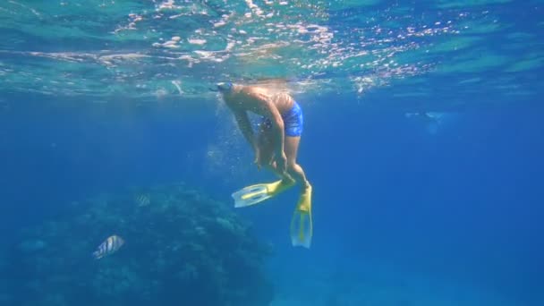 Garçon plongée dans la mer Rouge près de récif corallien — Video