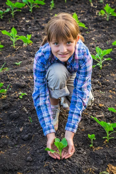 Young girl care the sunflower sprouts — Stock Photo, Image