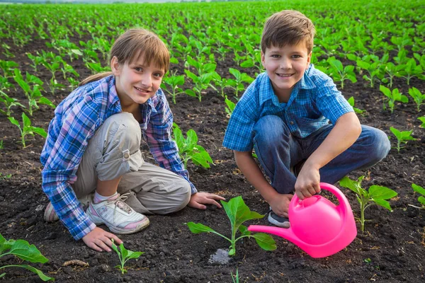 Dos niños cuidan las plantas en el campo verde — Foto de Stock