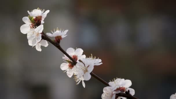 Apricot flowers on the branch, closeup — Stock Video