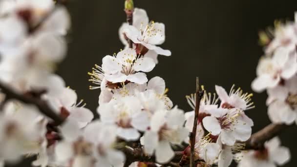 Fleurs d'abricot sur la branche, gros plan — Video