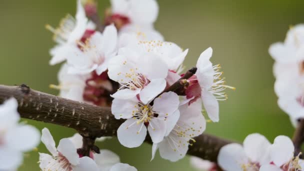 Abrikoos bloemen op de tak, close-up — Stockvideo