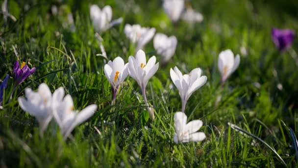 Weiße und lila Krokusse auf grünem Gras — Stockvideo