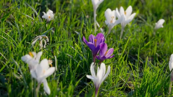 绿草上的紫色和白色番红花 — 图库视频影像