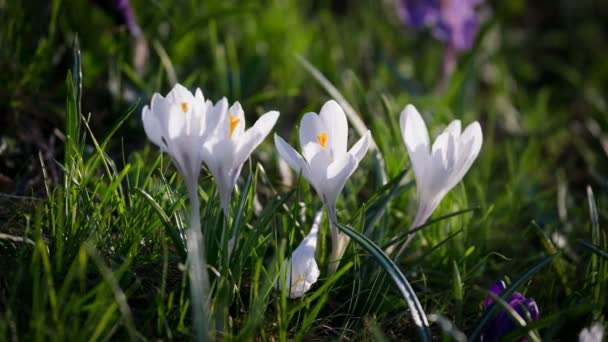 Белые и фиолетовые крокусы на зеленой траве — стоковое видео