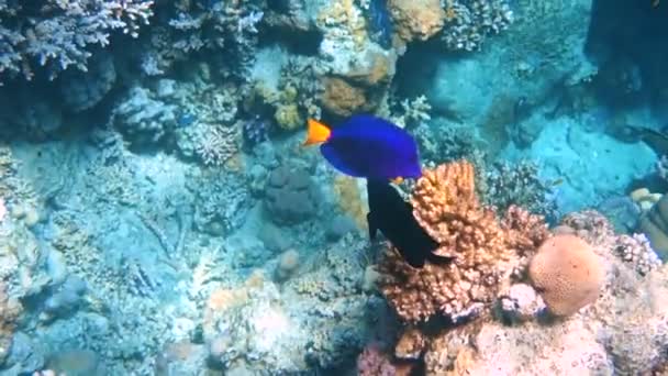 Poissons tropicaux se nourrissent sur un récif corallien dans la mer Rouge — Video