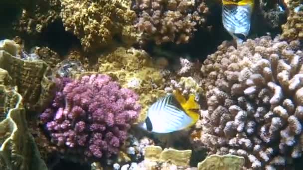 Pesci tropicali si nutrono di una barriera corallina nel Mar Rosso — Video Stock
