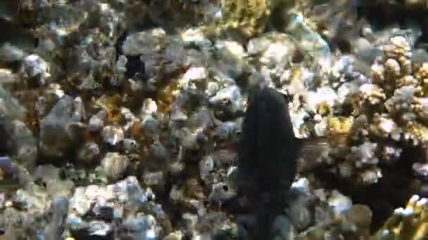 Τροπικά ψάρια τρέφονται σε κοραλλιογενή ύφαλο στην Ερυθρά Θάλασσα — Αρχείο Βίντεο