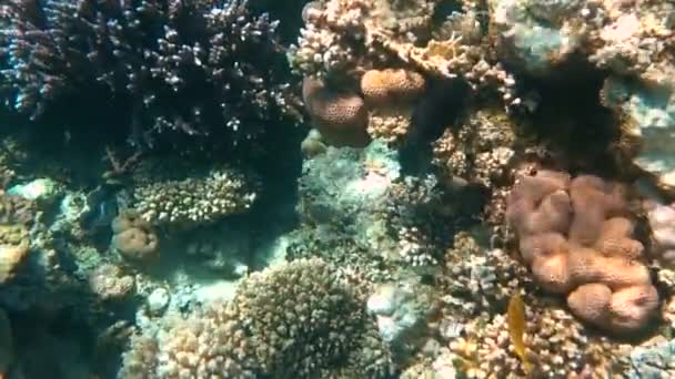 Peixes tropicais alimentam-se de um recife de coral no mar Vermelho — Vídeo de Stock