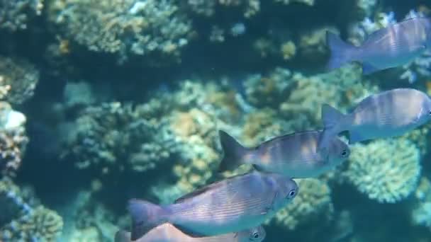 Poissons tropicaux se nourrissent sur un récif corallien dans la mer Rouge — Video