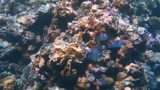 Tropische Fische ernähren sich von einem Korallenriff im Roten Meer — Stockvideo