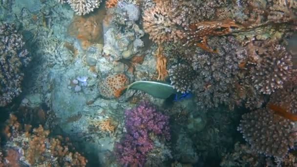 Poissons tropicaux se nourrissent sur un récif corallien dans la mer Rouge — Video