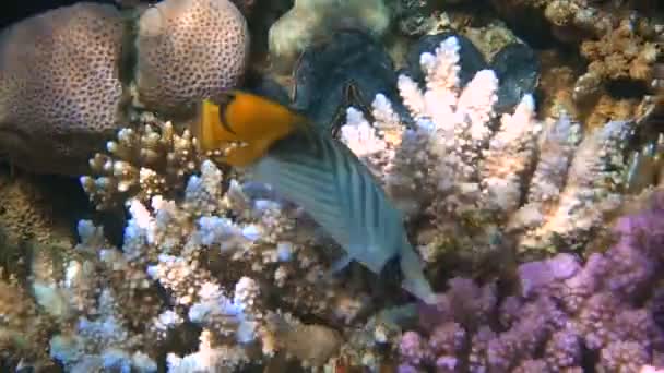 Poissons tropicaux se nourrissent sur un récif corallien dans la mer Rouge — Video