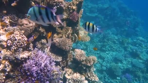 Peces tropicales se alimentan de un arrecife de coral en el Mar Rojo — Vídeos de Stock