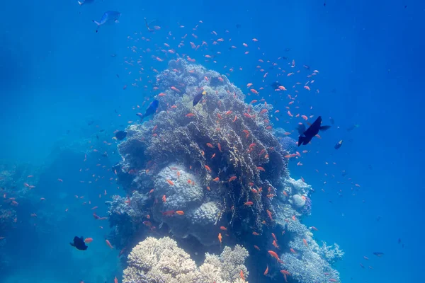 Подводный коралловый риф с большим количеством тропических рыб — стоковое фото