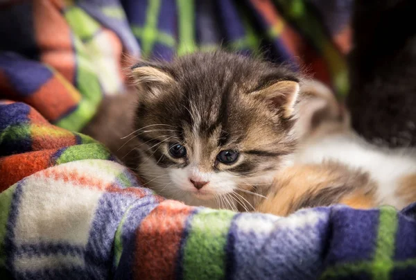 One gray tabby little kitten on the color plaid — Stock Photo, Image