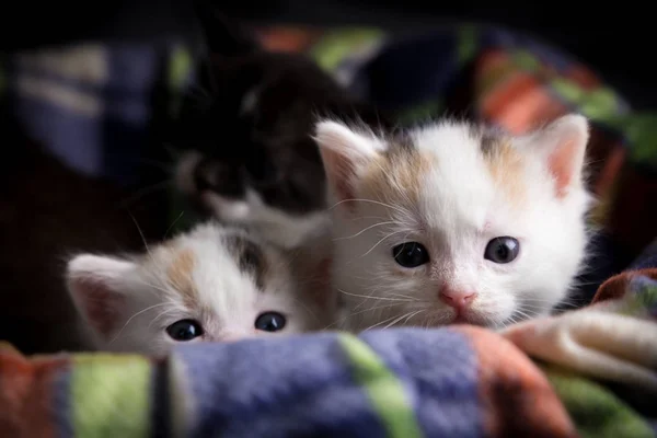 Dois pequenos gatinhos brancos tricolor — Fotografia de Stock