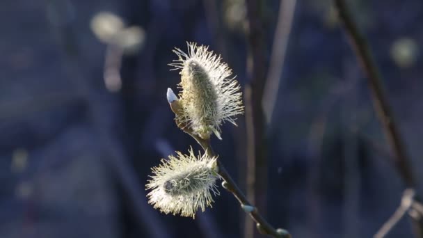 Closeup Pussy Willow Branch Witn Sotf Catkins Swinging Wind Spring — Wideo stockowe