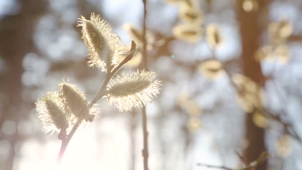 Pussy Willow Branch Witn Sotf Catkins Swinging Wind Spring Forest — Stock video