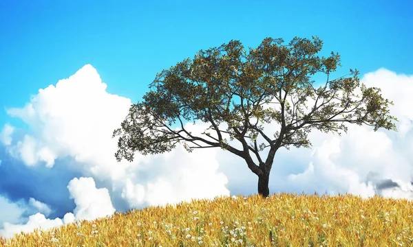 花田落日与树木的3D图解 — 图库照片