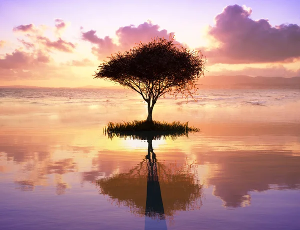 Απεικόνιση Ενός Δέντρου Στην Παραλία — Φωτογραφία Αρχείου