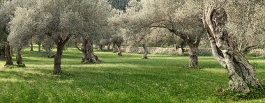Mallorca Adası üzerinde Olive grove