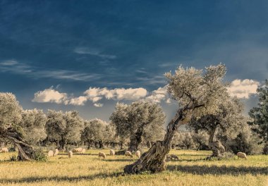 Mallorca Adası üzerinde Olive grove