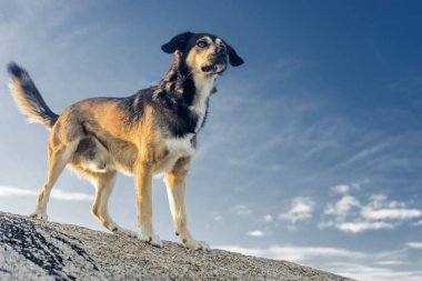 evde beslenen hayvan hayvanlar, kahverengi köpek oynama