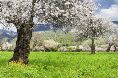 Mayorka badem ağaçları. Balear Adaları