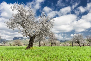 Mayorka badem ağaçları. Balear Adaları