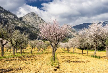 Çiçek açması badem ağacı