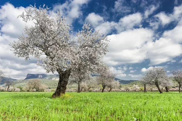 Amendoeiras em Maiorca. ilhas baleares — Fotografia de Stock