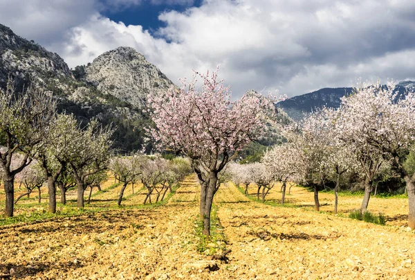 Blossoming almond tree — Stock Photo, Image