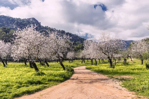 Amendoeiras em Maiorca. ilhas baleares — Fotografia de Stock