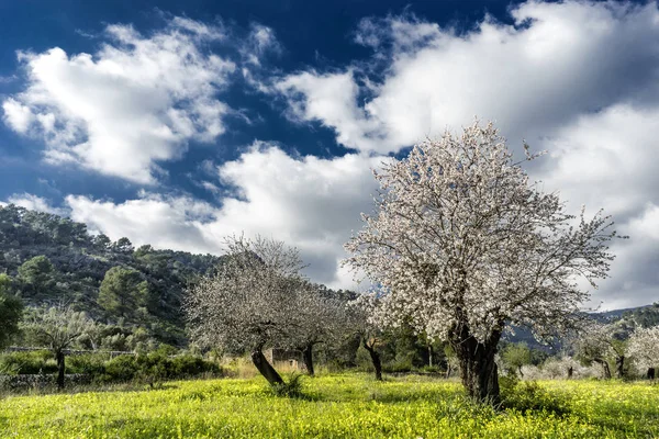 Almond trees in majorca. balearic islands — Stock Photo, Image