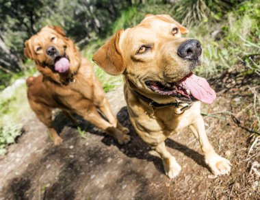 evde beslenen hayvan hayvanlar, kahverengi köpek oynama