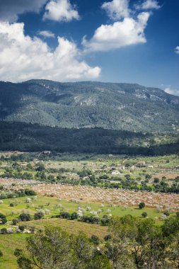 Mayorka badem ağaçları