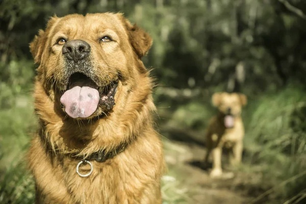 Επιτρέπονται Κατοικίδια Ζώα Καφέ Σκύλος Παίζει — Φωτογραφία Αρχείου