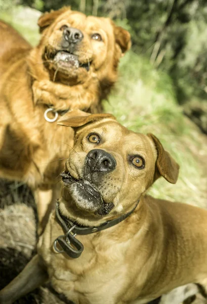 Домашні Тварини Коричневий Собака Грає — стокове фото