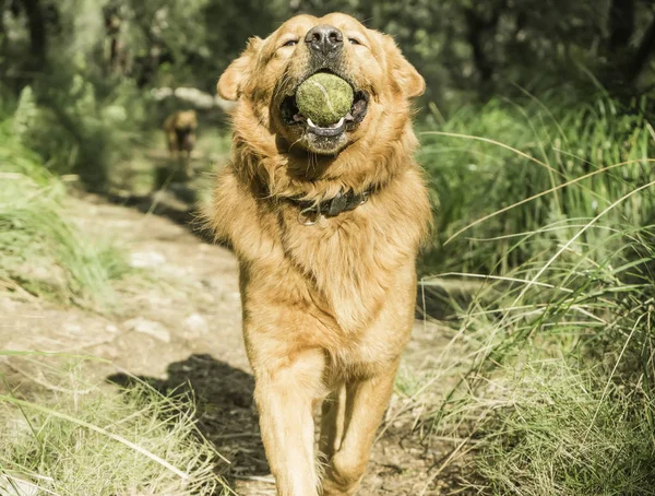 Animali Compagnia Cane Marrone Che Gioca — Foto Stock