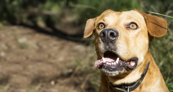 Evde Beslenen Hayvan Hayvanlar Kahverengi Köpek Oynama — Stok fotoğraf